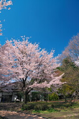 Fototapeta premium 青空とさくらがある光景