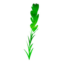 plant watercolor green silhouette, isolated