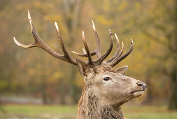 deer (male)