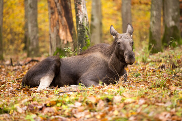 moose in autumn forest
