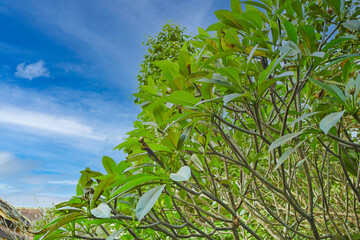 Sunny weather Southeast Asian plants