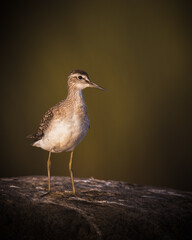 Wood sandpiper on a rocl