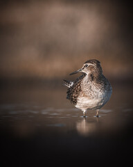Wood sandpiper standing in water