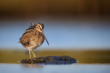 Common snipe on lookout duty