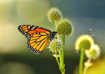 monarch butterfly on a flower