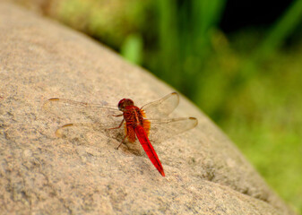 red dragonfly on a branch