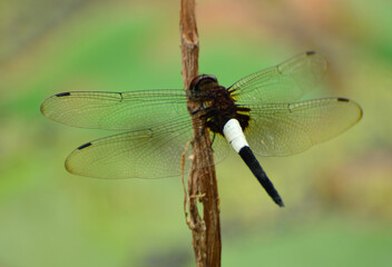 close up of a dragonfly