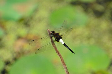 dragonfly resting on a branch