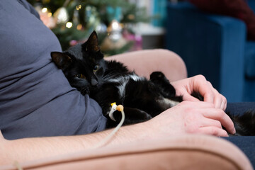 home treatment of a cat, to put a dropper to a pet, medicine and treatment of an animal of a black cat