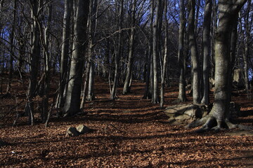 Otoño en el Montseny