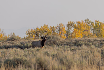 Bull Elk in Grand Teton National Park Wyoming in Autumn