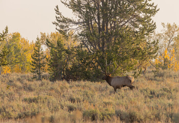 Obraz na płótnie Canvas Bull Elk in Grand Teton National Park Wyoming in Autumn