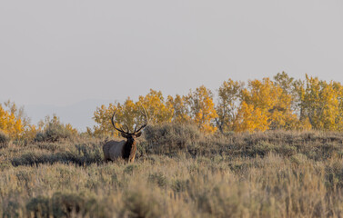 Bull Elk in Grand Teton National Park Wyoming in Autumn