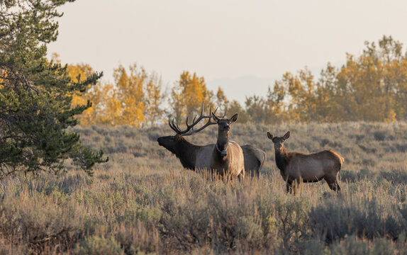 Bull Elk In Grand Teton National Park Wyoming In Autumn