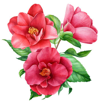 camellia watercolor paintings