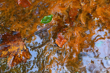 Multicolored fallen leaves lie on the surface of the puddle in autumn.