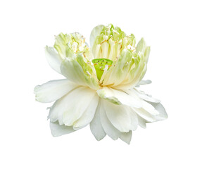 beauty abstract fresh white lotus blooming with green leaves. soft clean water lilly petal blossom peaceful isolated on white background with clipping path.