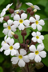 Fototapeta premium 早春の草花