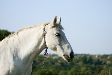 Obraz na płótnie Canvas portrait of a white horse close-up. beautiful horse in the field. domestic animal. Arabian horse standing in an agriculture field with grass in sunny weather. strong, hardy and fast animal. side view