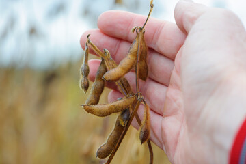 soy in hand. elite soybeans in the farmer's hand, holding his fingers. full pods of soybeans. autumn season. harvesting, autumn harvest, close-up, macro photo. good harvest in an agricultural field