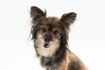 Portrait of a mongrel dog with ears on a white background. Multi-racial dog.