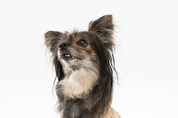 Portrait of a mongrel breed dog with ears sticking up on a white background looking up. Multiracial dog.