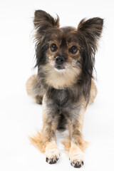 Portrait of a cute little dog that sits on a white background and looks at the camera. Multi-breed dog.