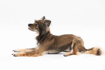 Side view of cute dog lying on white background. Multi-breed dog. He is looking ahead.