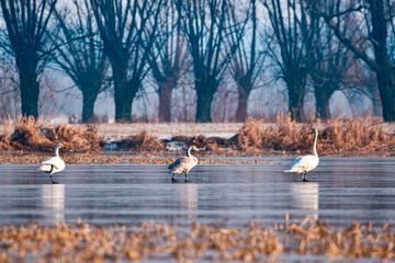 Swans sitting on the frozen river. Beautiful winter scenery on a frozen river - the birds are waiting for spring.In the background, willows growing on the river bank.
