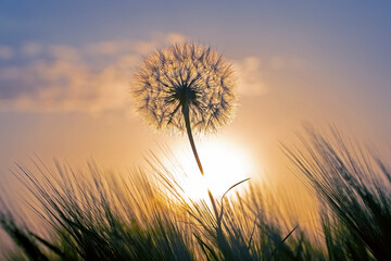 Fototapeta na wymiar dandelion on the background of the setting sun. Nature and floral botany