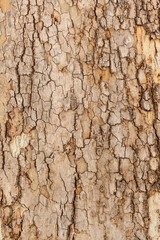 an wood colorful background texture