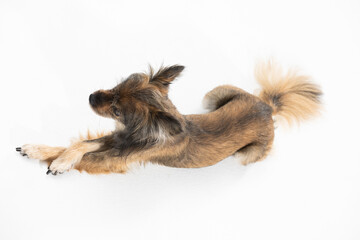 View from above as the dog lies down and looks ahead. A multi-breed dog. He is looking ahead.