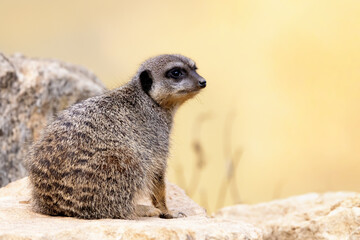 Watchful meerkat keeps a lookout. This small creature lives in packs and is indigenous to Southern Africa.