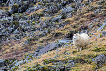 Obraz na płótnie Canvas Icelandic sheep grazes on a mountainside. This ancient breed is unique to Iceland and directly descends from animals introduced by the Vikings
