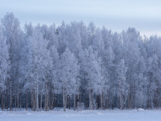 Trees covered with snow crystals after a hard frost on the shore of the lake. Blue sky with clouds on a clear frosty day