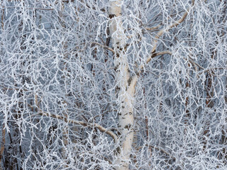 Birch branches covered with snow crystals after a hard frost