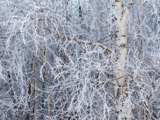 Birch branches covered with snow crystals after a hard frost
