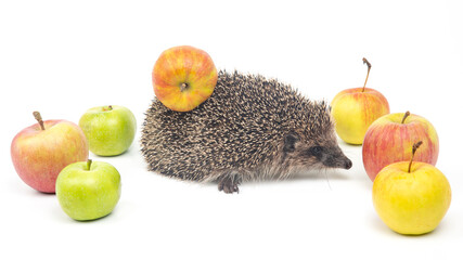 European hedgehog on a white background with apples. Animal world. Erinaceus europaeus © photosaint