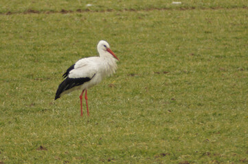 cigogne