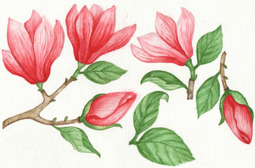 Watercolor Painting Magnolia Flowers