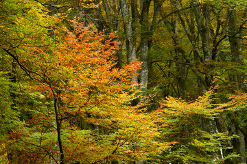 Detail of a beech tree forest in autumn foliage