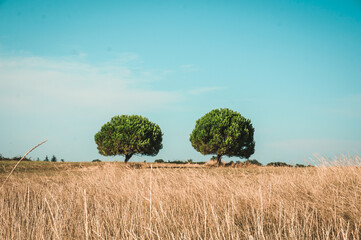 Feld Baum Natur Himmel Sommer Urlaub