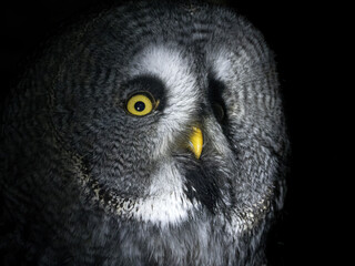 Fototapeta owl portrait looking at you isolated on black obraz