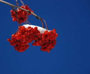 Red berries (sorbs aucuparia) covered of snow in the light blu sky