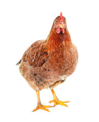 Small brown chicken.