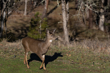 White-tailed Deer in the Wilderness