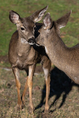 White-tailed Deer nose to nose in the Wilderness