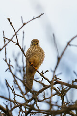Kestrel at the foot of the Swabian Alb