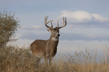 Naklejka na ściany i meble Buck Whitetail Deer in Colorado in Autumn