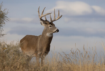 Naklejka na ściany i meble Buck Whitetail Deer in Colorado in Autumn